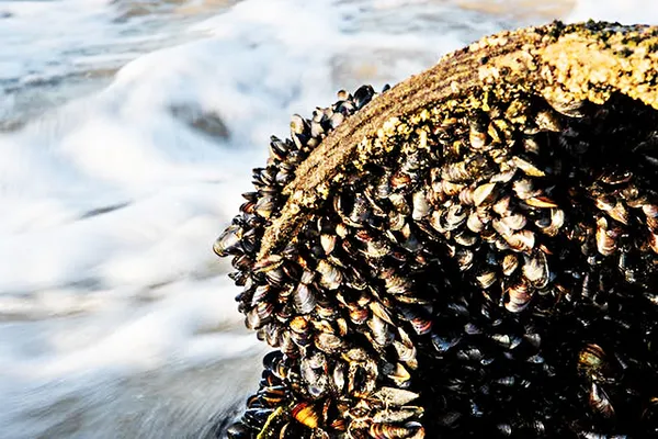 Fresh mussels growing on the bolder by the ocean